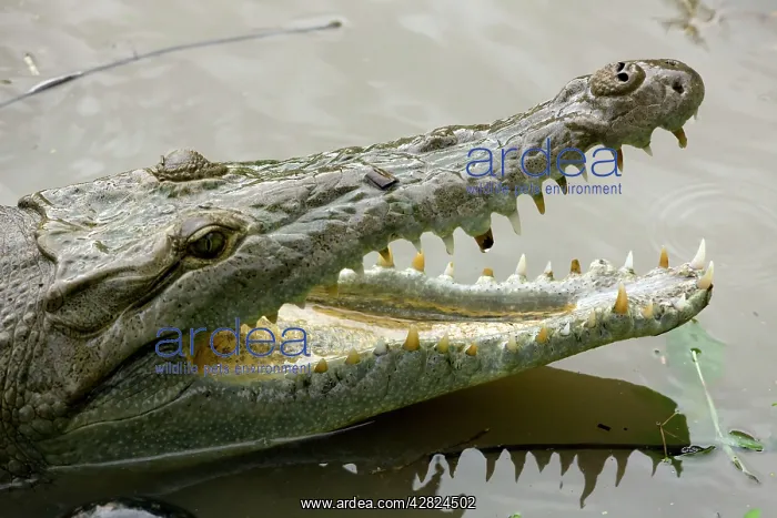 : American Crocodile : American Crocodile