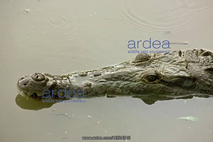 : American Crocodile : American Crocodile