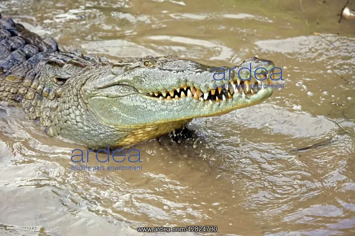 : American Crocodile : American Crocodile