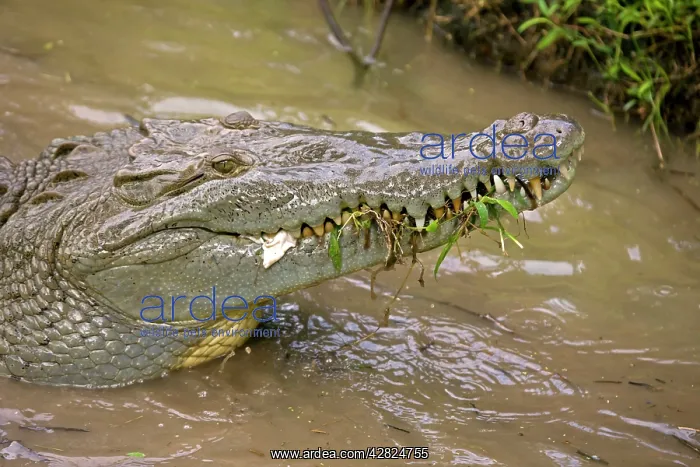 : American Crocodile : American Crocodile