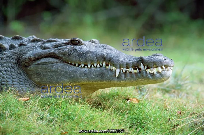 : American Crocodile : American Crocodile