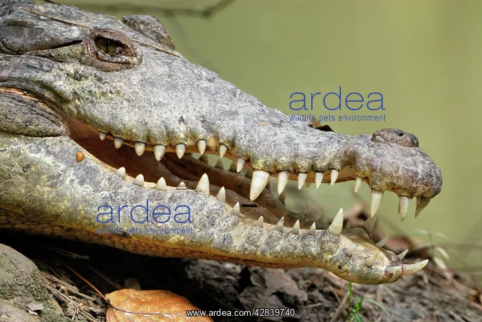 : American Crocodile : American Crocodile