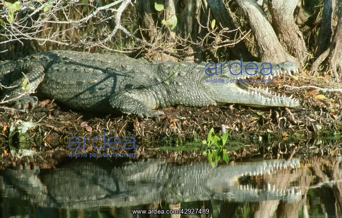 : American Crocodile : American Crocodile