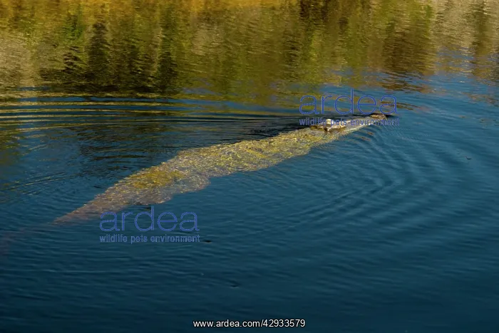: American Crocodile : American Crocodile