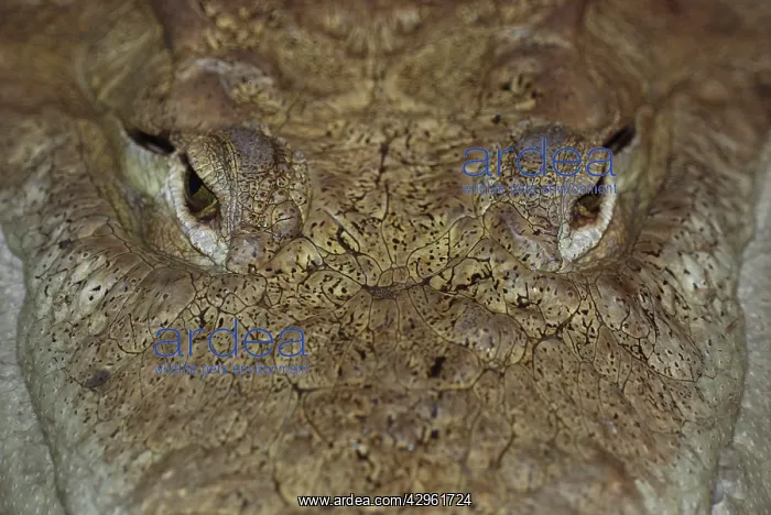 : American Crocodile : American Crocodile