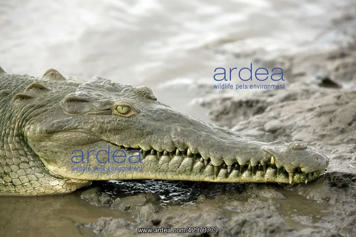 : American crocodile : American crocodile
