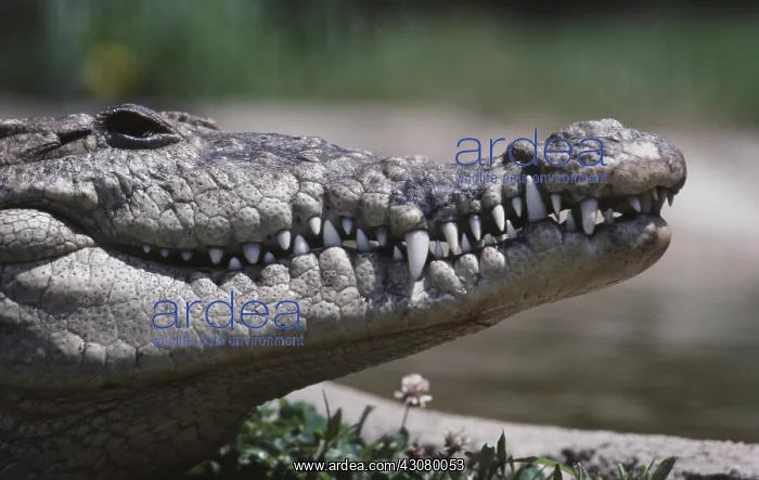 : American Crocodile : American Crocodile