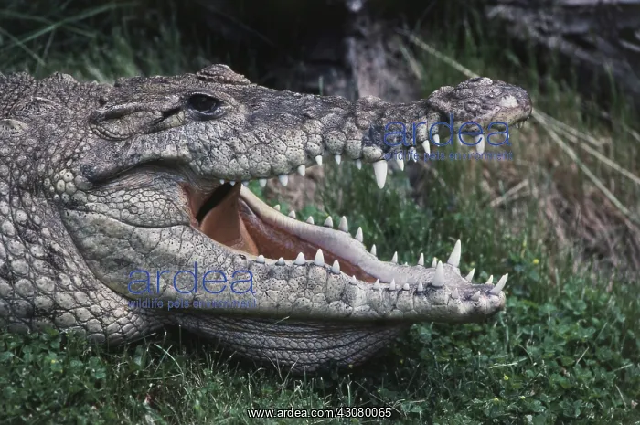  : American Crocodile