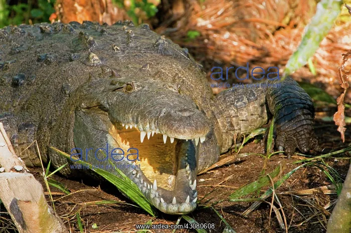  : American Crocodile