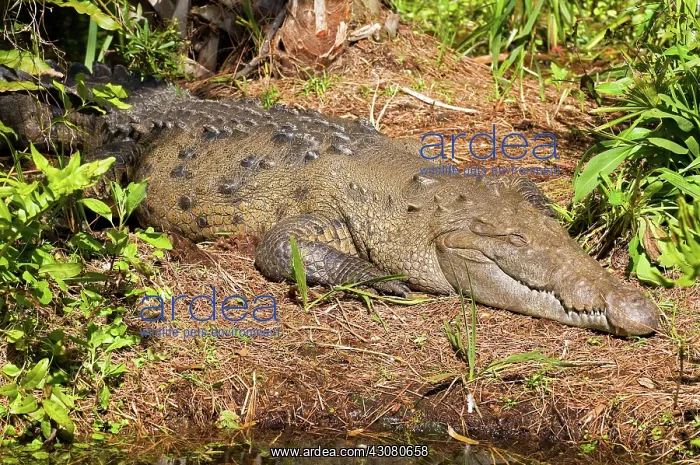 : American Crocodile : American Crocodile