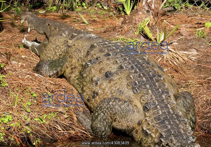 : American Crocodile : American Crocodile