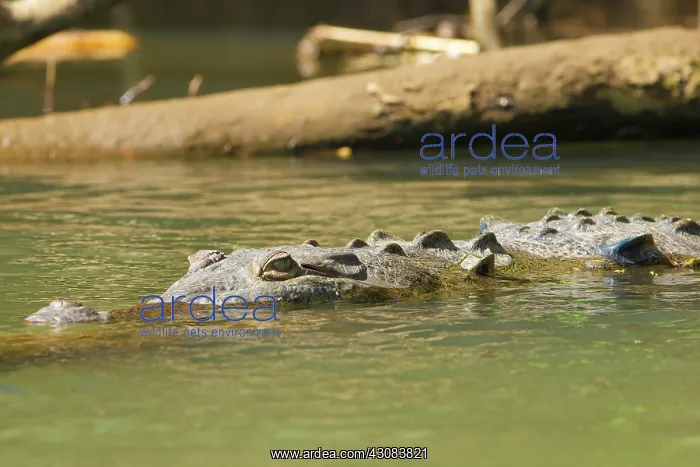 : American Crocodile : American Crocodile