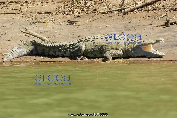 : American Crocodile : American Crocodile