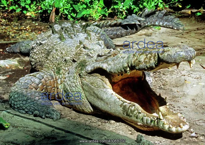 : American Crocodile : American Crocodile