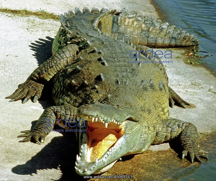 : American Crocodile : American Crocodile