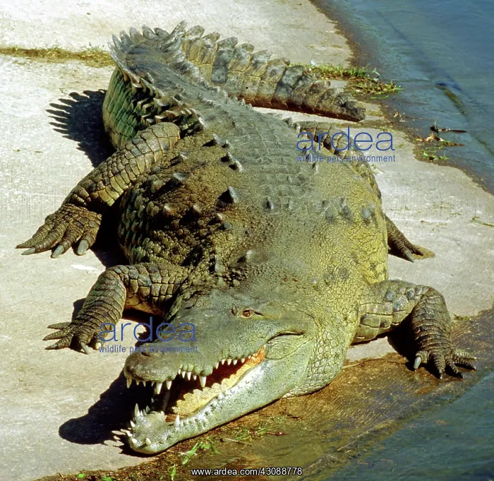 : American Crocodile : American Crocodile