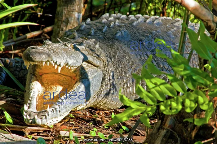 : American Crocodile : American Crocodile