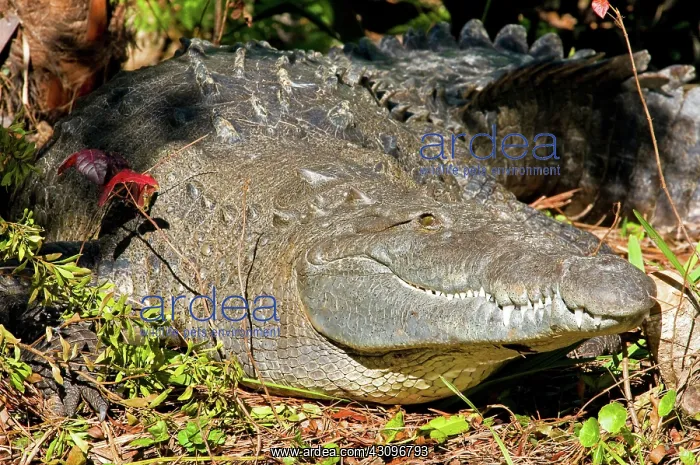  : American Crocodile