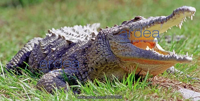 : American Crocodile : American Crocodile