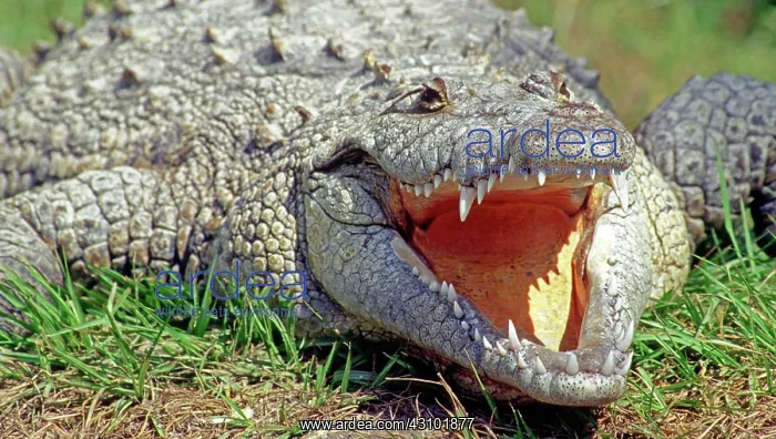 : American Crocodile : American Crocodile