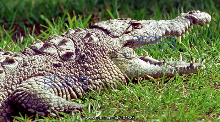 : American Crocodile : American Crocodile