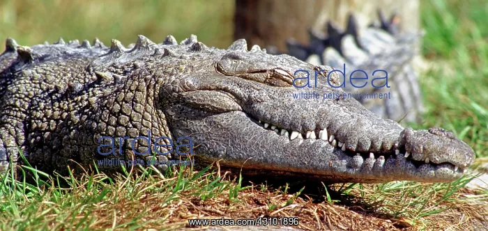 : American Crocodile : American Crocodile