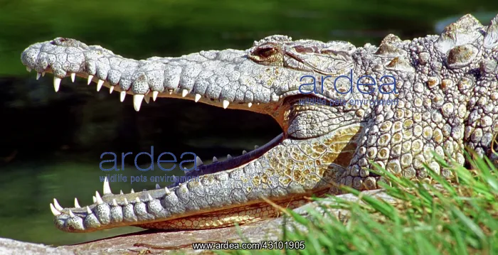 : American Crocodile : American Crocodile