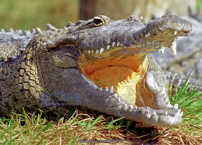  : American Crocodile