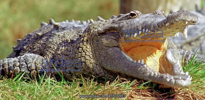 : American Crocodile : American Crocodile