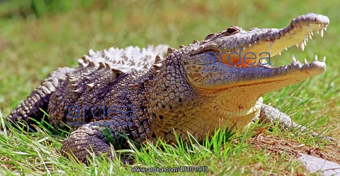 : American Crocodile : American Crocodile