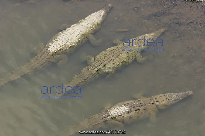 : American Crocodile : American Crocodile