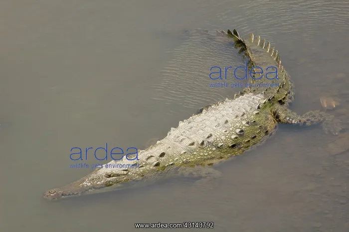 : American Crocodile : American Crocodile