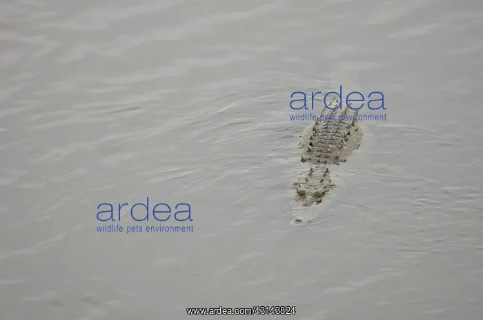 : American Crocodile : American Crocodile