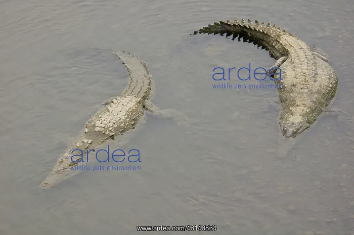: American Crocodile : American Crocodile