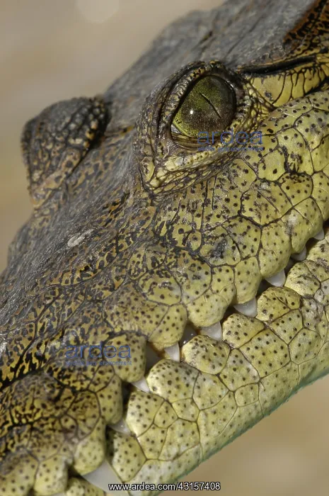 : American Crocodile : American Crocodile