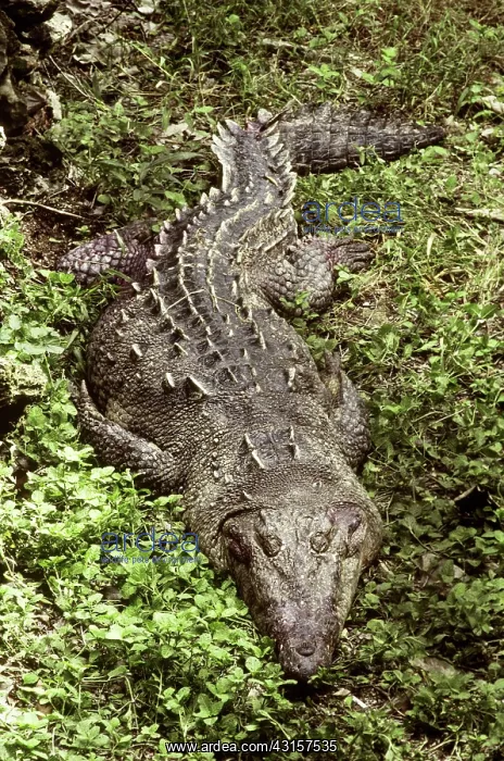 : American Crocodile : American Crocodile