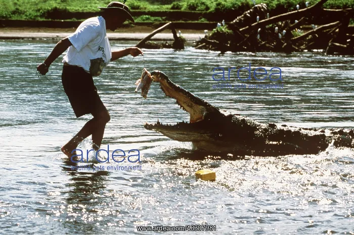 : AMERICAN CROCODILE - BAITING : AMERICAN CROCODILE - BAITING