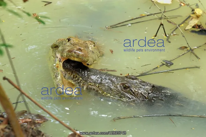 : American Crocodile - courtship : American Crocodile - courtship