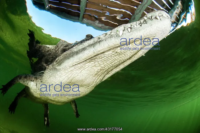 : American crocodile (Crocodylus acutus) from below : American crocodile (Crocodylus acutus) from below