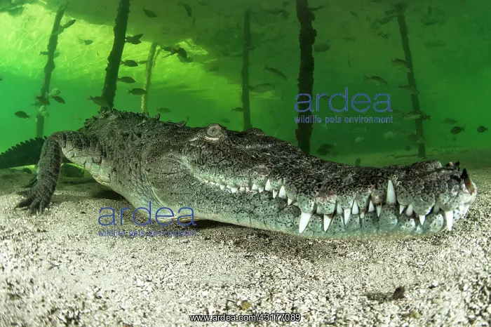 : American crocodile (Crocodylus acutus), Queen National : American crocodile (Crocodylus acutus), Queen National