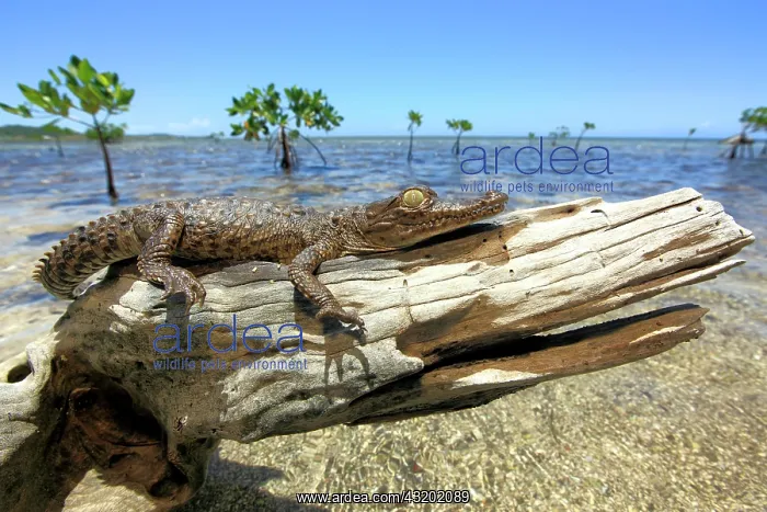 : American crocodile (Crocodylus acutus), young, beach : American crocodile (Crocodylus acutus), young, beach
