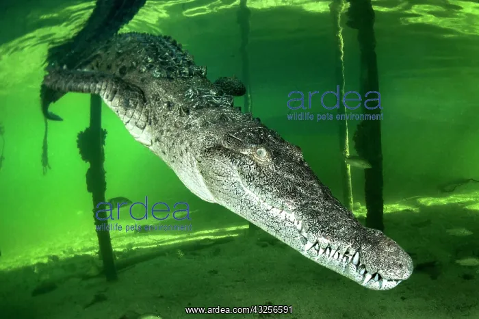 : American crocodile (Crocodylus acutus) in water : American crocodile (Crocodylus acutus) in water