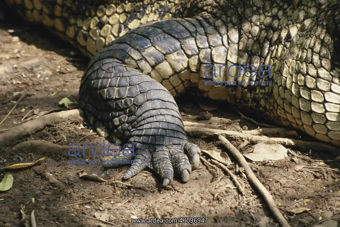: American Crocodile Foot : American Crocodile Foot
