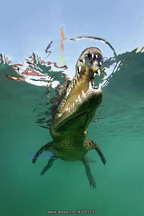 : American crocodile, head, mouth, set of teeth, underwater : American crocodile, head, mouth, set of teeth, underwater
