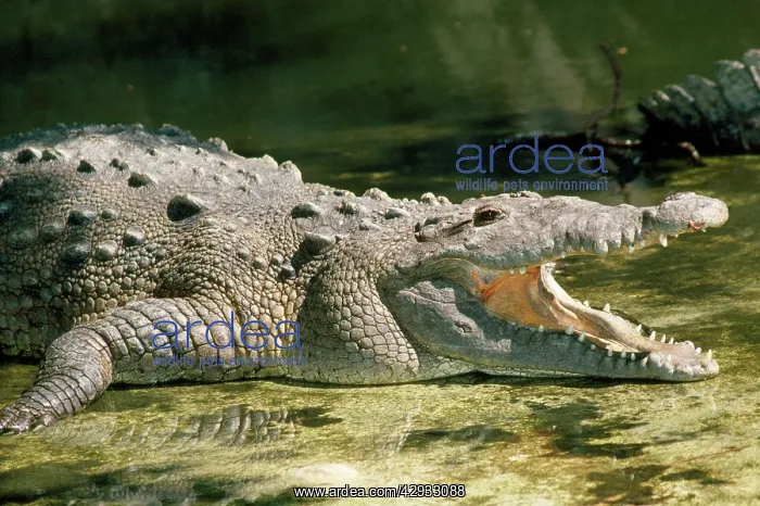 : AMERICAN CROCODILE - MOUTH OPEN : AMERICAN CROCODILE - MOUTH OPEN