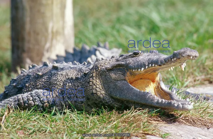 : American Crocodile with mouth open : American Crocodile with mouth open