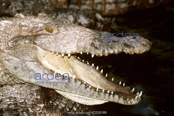 : AMERICAN CROCODILE - MOUTH OPEN : AMERICAN CROCODILE - MOUTH OPEN