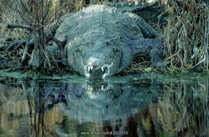  : American Crocodile - by river