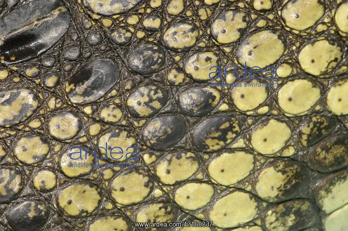 : American Crocodile Scales : American Crocodile Scales