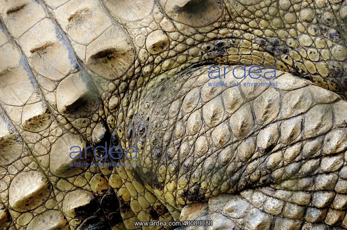 : American Crocodile skin : American Crocodile skin